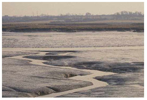 Pyefleet Creek when the tide goes out