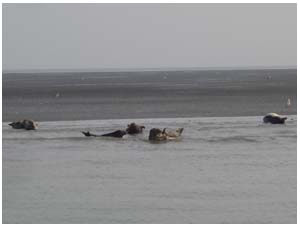 Seals basking on Foulness Sands at the mouth of the Crouch